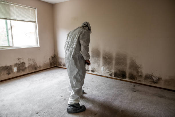 Best Mold Removal for HVAC Installations  in Wilson, AR